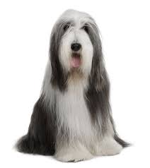 Bearded Collie Bearded Collies Make Excellent Pets For Those Willing To Accommodate Their High Energy Level And Groomi Bearded Collie Dog Breeds Dog Bearding