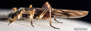 Image result for Nicolasia stenoptera