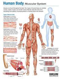 Human Body Muscular System Human Body Anatomy Muscular System Anatomy Basic Anatomy And Physiology