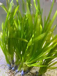 Image result for Vallisneria spiralis