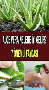 Aloe Vera Nelere Iyi Gelir Aloe Vera Nelere Iyi Gelir Aloe Vera Cilt Fa Aloe Cilt Fa Gelir Natural Aloe Vera Gel Natural Aloe Vera Aloe Vera