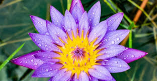 Blue Lotus Flower Meaning Blue Lotus Flower Lotus Flower Meaning Flower Meanings
