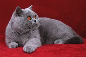 British shorthair silver and golden shaded cats are absolutely stunning cats which impress with their beauty, elegance, luxurious look and exceptional manners. British Shorthair Cat Brit