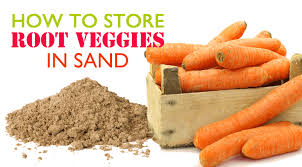 How To Extend The Shelf Life Of Root Vegetables By Storing Them In Sand Storing Vegetables Root Veggies Root Vegetables