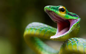 https i imgur com axkbuzw jpg snake wallpaper animal wallpaper snake photos