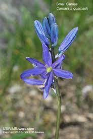 Wonderful about lilacs, but op is looking for sunflowers. Us Wildflower S Database Of Blue Wildflowers For Washington
