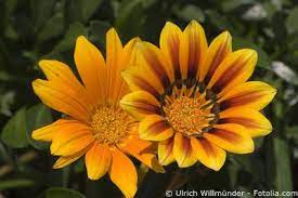 #compositae #middaggoud #gazania #gazanien #botanicalgarden #hilversum #tuin #påfugleblomst. Gazanien Oder Mittagsgold Pflege Pflanzen Dungen Schnitt