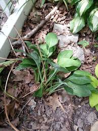 Epsom salt helps improve flower blooming and enhances a plant's green color. You Can Save That Hosta Hometalk