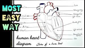 Human Heart Diagram How To Draw In Most Easy Way For Class 11th 12th Cbse Youtube Cbse class 11 fine arts painting sample paper set a. human heart diagram how to draw in most easy way for class 11th 12th cbse