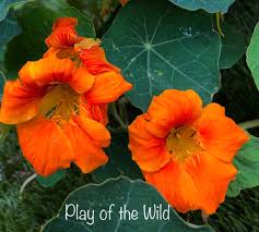 Nasturtiums thrive in full sun and poor soils. Teaching Kids About Gardening Collecting Seeds Play Of The Wild