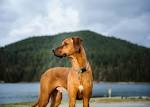 Rhodesian Ridgeback Guardians