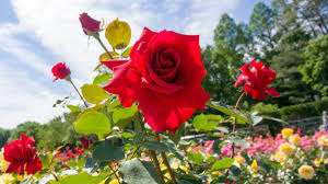 Maybe you would like to learn more about one of these? Make The Cut The Right Way To Prune Roses