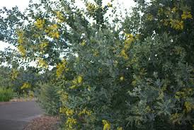 Image result for Acacia podalyriifolia
