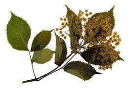 The name ground elder comes from the superficial similarity of its leaves and flowers to those of elder (sambucus), which is not closely related. Pressed And Dried Flowers Of European Elder Stock Image Image Of Flowers Botany 105983379