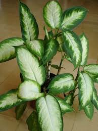 Dieffenbachia Dumb Cane Leopard Lily Guide Our House Plants