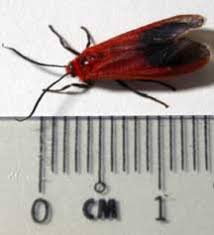 Maybe you would like to learn more about one of these? Lichen Moth From Singapore What S That Bug