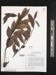 Image result for Polyscias kivuensis