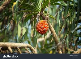 Image result for Pandanus sp. A