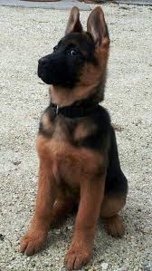 German Shepherd Puppies Funny Videos Shepherd Puppies German Shepard Puppies German Shepherd Dogs
