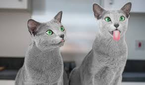The overall body type of this breed is athletic and graceful. Meet Gorgeous Russian Blue Cats With Hypnotic Green Eyes