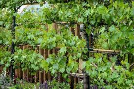 Maybe you would like to learn more about one of these? Grape Vines Growing Tips And Varieties To Try