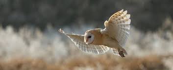Check spelling or type a new query. Burung Hantu Berburu Pada Siang Hari Setidaknya 48 Juta Tahun Lalu National Geographic