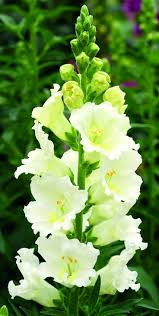 Snapdragon Labella White Annual Flowers Pretty Flowers Beautiful Flowers