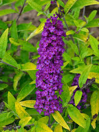 Arizona bush with orange berries. Perennials Shrubs Ornamental Plants Bluestone Perennials