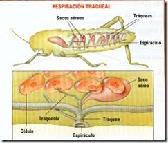 En este grupo se incluyen a los anélidos, como las lombrices de tierra, a los anfibios como los sapos, ranas y salamandras y algunos. Respiracion En Los Seres Vivos Investiciencias Com