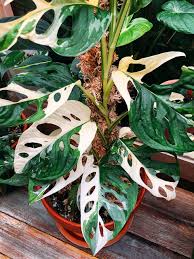 Plant Love Variegated Plants Philodendron Plant Plants