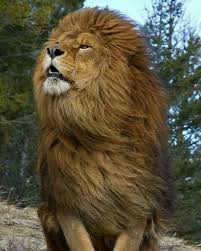 8 947 Likes 78 Comments Lion Lions Home On Instagram Rate This 1 10 Tag A Friend Follow Lions Home Follow Animals Wild Animals Wild Lion