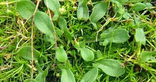 unutulmus mucize meger ne cok ise yariyormus herbs plant leaves herbalism