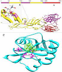 The lack of genomic characterization restricts our understanding of denv diversity within angola and the frequency and directionality with which denvs. Structure Of The Monomer Of Dengue E Soluble Fragment Se In The Download Scientific Diagram