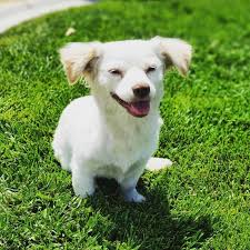 He comes in the herding group and has talents in racing, herding, watchdog, sighting, and. Is The Corgipoo Aka Corgi Poodle Mix Right For You Animalso