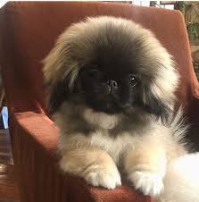 Pekinese Puppy Pekingese Puppies Pekingese Pekingese Dogs
