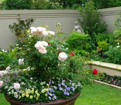 (30 cm) away from your roses so that their roots are not disturbed. Companion Planting In The Rose Garden Sa Garden And Home