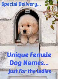 However, it is important that your dog likes the name. 9 Female Dog Names Ideas Female Dog Names Dog Names Puppy Names