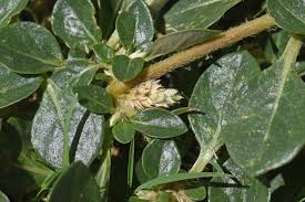 Image result for Alternanthera pungens