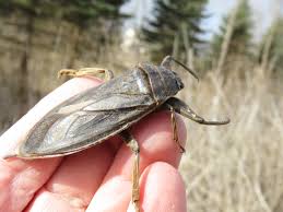 Huge flying scorpion roach, lethocerus americanus, is a giant water bugthis is a giant water bug, but they are sometimes called toe biters, swamp crabs,. The Giant Water Bug Of Oakland County Oakland County Blog