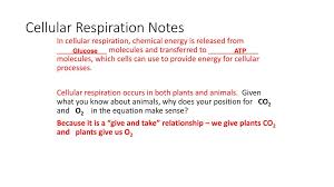 Maybe you would like to learn more about one of these? Cellular Respiration Ppt Download