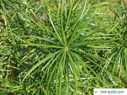 Japanese Umbrella Pine Sciadopitys Verticillata