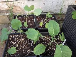 Maybe you would like to learn more about one of these? Purple Sprouting Broccoli Plant Photos