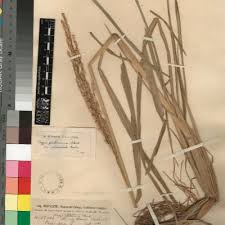 Image result for Oryza barthii