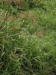 Image result for Chloris gayana