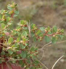 Image result for Euphorbia inaequilatera
