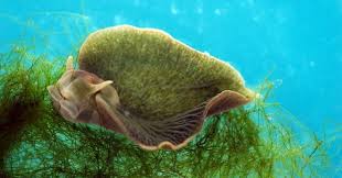 Image result for Selago coerulea