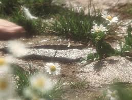 Maybe you would like to learn more about one of these? Pensieridifettosi Nature Aesthetic Nature Aesthetic Gif