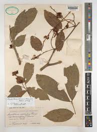 Image result for Englerodendron