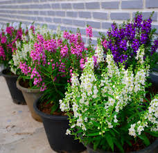The blooms are often unusual shapes that add to their beauty and the range of colours to choose from is extensive. 6 Colorful Annuals To Plant In Container Gardens In Late Summer Apartment Therapy