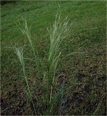 Image result for Aristida bipartita